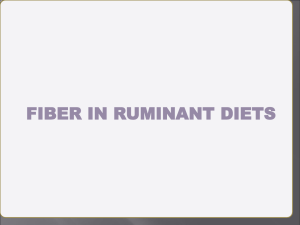 fiber in ruminant diets