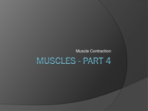Muscles - Part 4