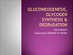GLUCONEOGENESIS, GLYCOGEN SYNTHESIS & DEGRADATION