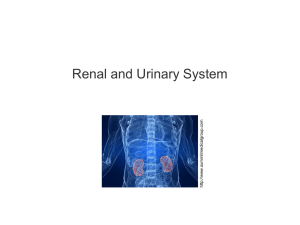 renal and urinary system, 120214