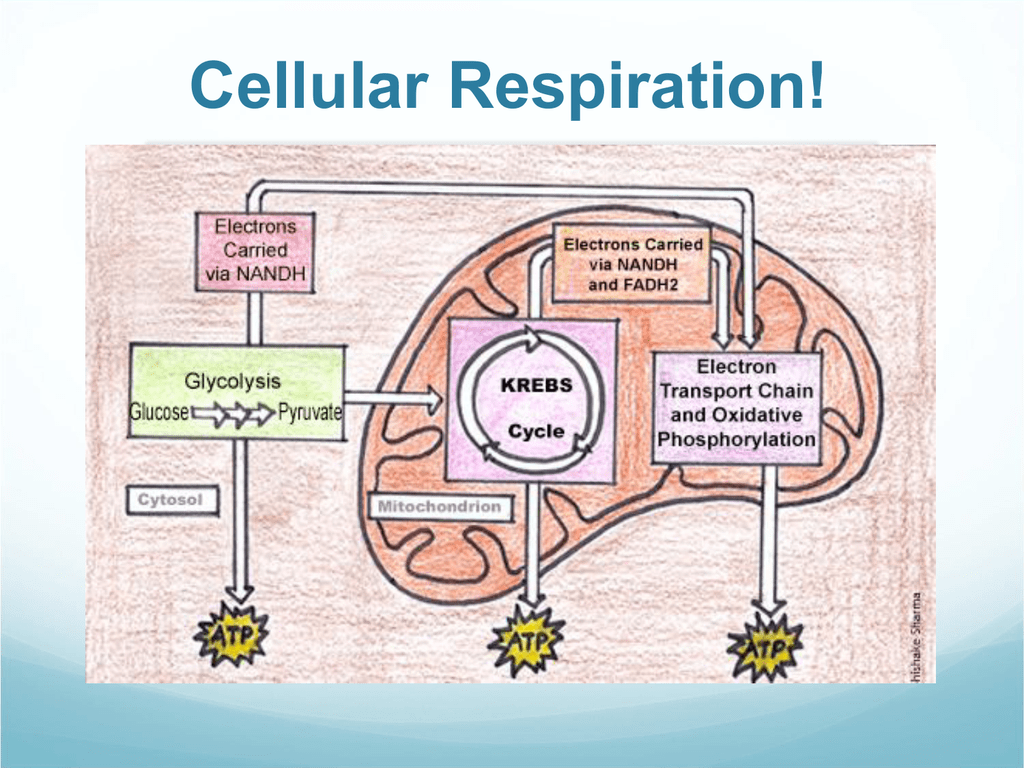 where-does-cellular-respiration-get-glucose-skillssno