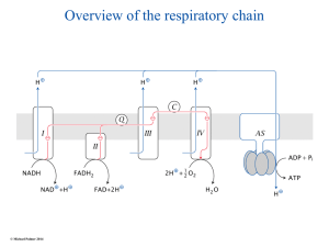 6-Respiratory-chain
