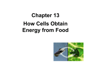 Chapter 13 - Cell Metabolism