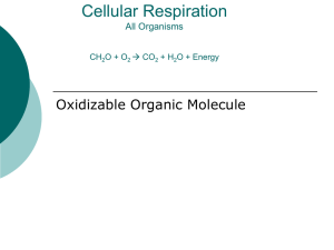 Cellular Respiration CH2O + O2  CO2 + H2O + Energy