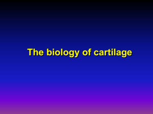 Biology of cartilage