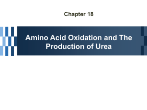 Amino acid degradation in animals