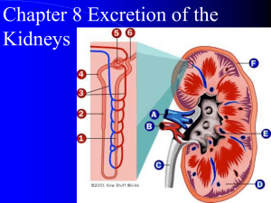 Renal Physiology Overview