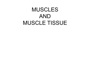 AP9MusclesandMuscleT..