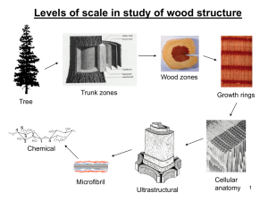 Wood 280 13W – (6) Wood chemistry and ultrastructure