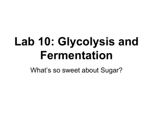 Glycolysis + Fermentation