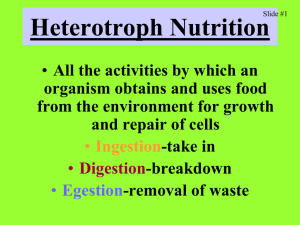Digestive system and nutrition - Newburgh Enlarged City School