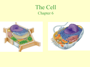 Study of Cells