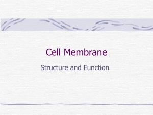 Cell Membrane - Millbury Public Schools