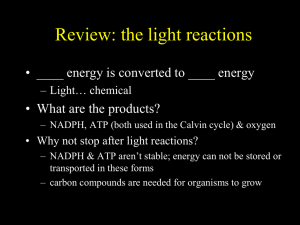 Photosynthesis(Dark Rxns)