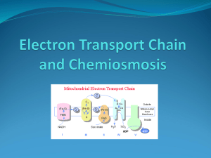 Electron Transport Chain and Chemiosmosis