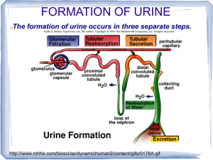 FORMATION OF URINE
