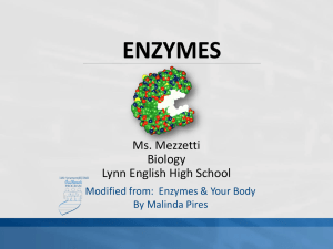 Enzymes PPT - bulldog biology