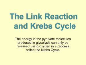 SBI4U Kreb`s Cycle