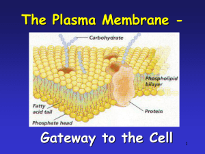 Plasma Membrane Discussion