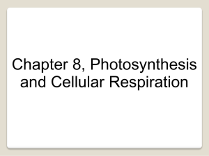 Cellular Respiration