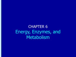 Chapter 6: Energy, Enzymes, and Metabolism