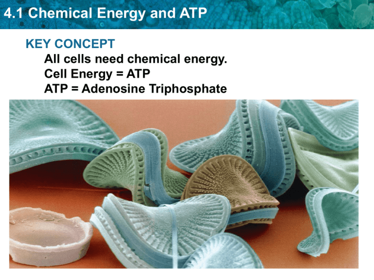 4 1 Chemical Energy And ATP