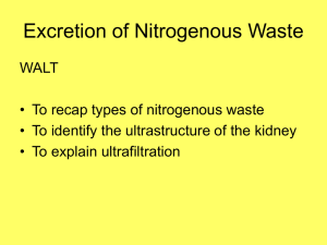 Excretion of Nitrogenous Waste