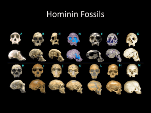 Hominin Fossils: Evidence for Human Evolution
