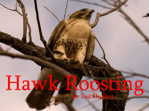 Hawk Roosting by Ted Hughes