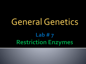 Lab # 7 Restriction Enzymes
