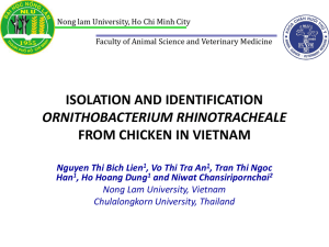 isolation and identification ornithobacterium