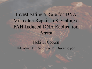 Investigating a Role for DNA Mismatch Repair in Signaling a PAH
