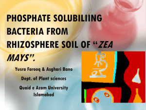 Phosphate Solubiliing Bacteria from Rhizosphere Soil of
