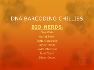 DNA BARCODING CHILLIES - Holmesglen DNA Barcoding