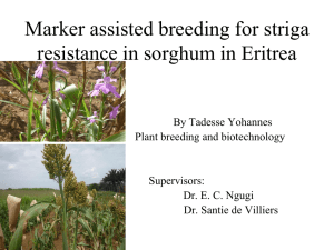 Marker assisted breeding for striga resistance in sorghum in Eritrea