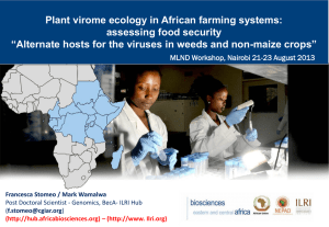 Alternate hosts for the viruses in weeds and non-maize