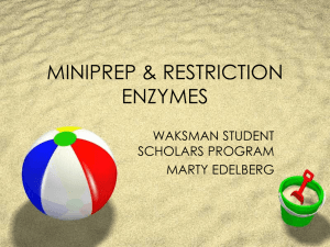 Mini-Prep & Restriction Enzymes
