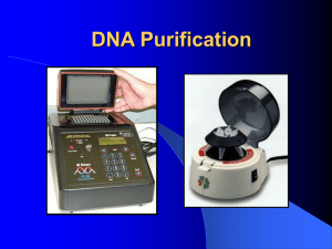 DNA Purification - Marinebiotech.net