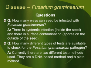 Fusarium Test