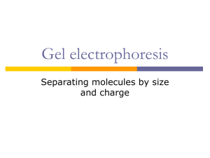 Powerpoint Presentation: Gel Electrophoresis