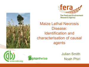 Maize Lethal Necrosis Disease:Identification and