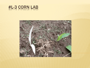 #L-3 Corn Lab