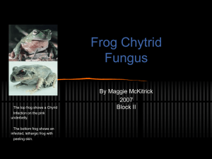 Maggie's presentation about Frogs and Climate change