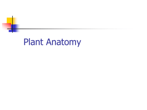 Plant Anatomy