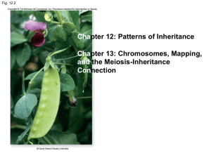 Patterns of Inheretance and Chromosomes chapt12 and chapt13