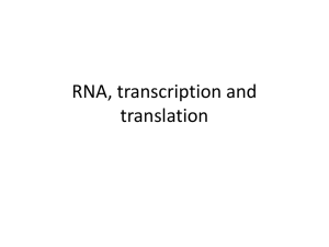 RNA - biologyatstabs