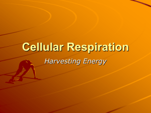 Cellular Respiration - Emmanuel Biology 12