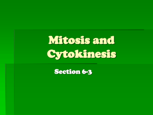 Mitosis and Cytokinesis Divide Cells