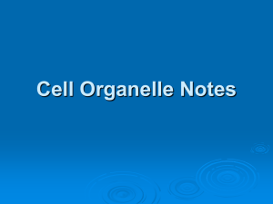 Cell Organelle Notes A. Cell Wall