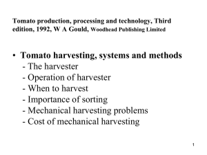 tomato processing2010b